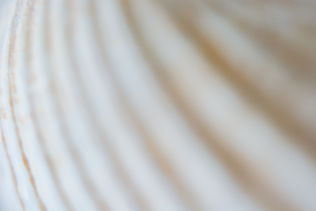 Abstract Seashell blurred background.Backdrop with copy cpace for webdesign.