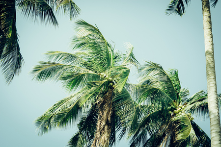 Coconut palm tree under sky. Vintage tropical background. Travel card. Retro toned poster. Tropical vibes.の写真素材