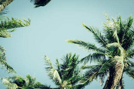 Coconut palm tree under sky. Vintage tropical background. Travel card. Retro toned poster. Tropical vibes.の写真素材