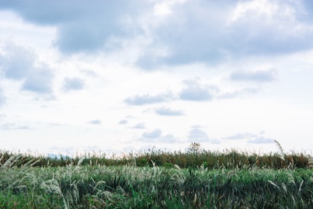 Summer meadow with blue sky. Beautiful sunset and grass field Backdrop for for web designの写真素材