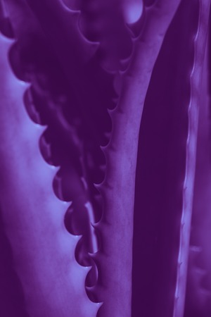 Abstract floral blurred background. Tropical palm leave macro photography. Beautiful backdrop for for webdesignの写真素材