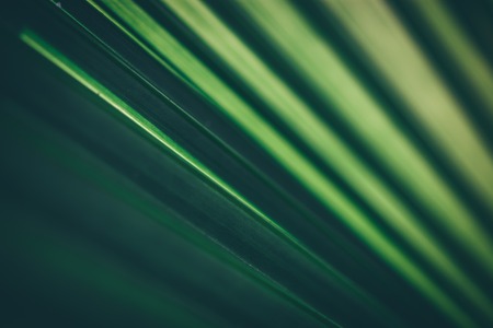 Abstract floral blurred background. Tropical palm leave macro photography. Beautiful backdrop for...