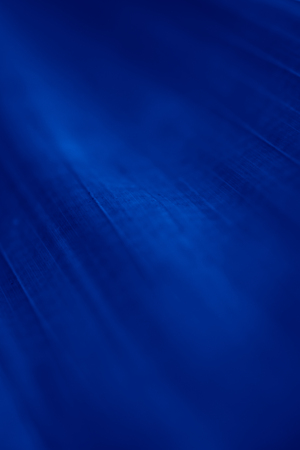 Abstract floral blurred background. Tropical palm leave macro photography. Beautiful backdrop for for webdesignの写真素材