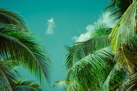Coconut palm tree under sky. Vintage tropical background. Travel card. Retro toned poster.