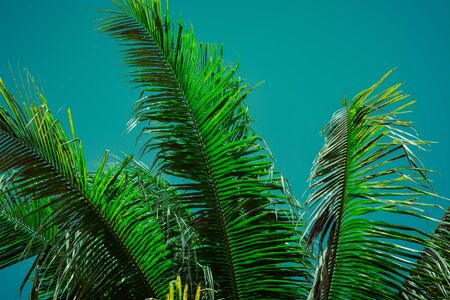 Coconut palm tree under sky. Vintage tropical background. Travel card. Retro toned poster.