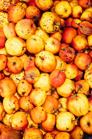 Ripe apples top view. Harvest from organic farm. Autumn background.