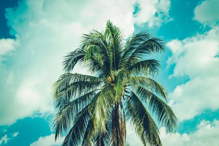 Coconut palm tree foliage under sky. Vintage background. Retro toned poster.