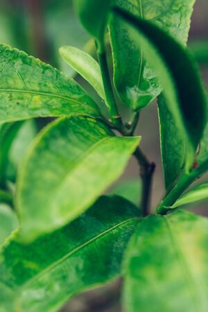 Green tea leaves in a tea plantation in morning. Macro photography. Close up of two green leaves in the sunshine.の写真素材