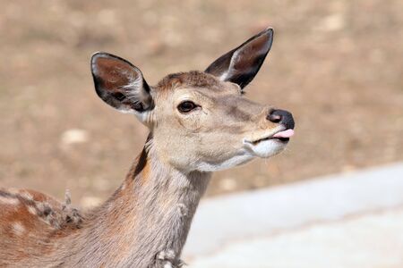 Antelope is showing her tongueの写真素材