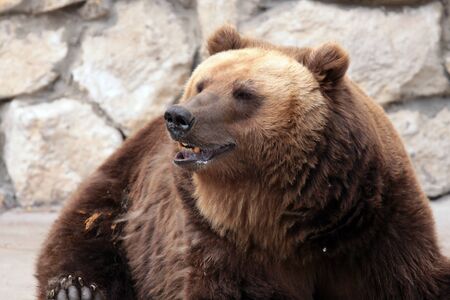 Brown bear is sitting and looking with pleasureの写真素材