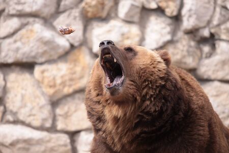 Brown bear is catching eatの写真素材