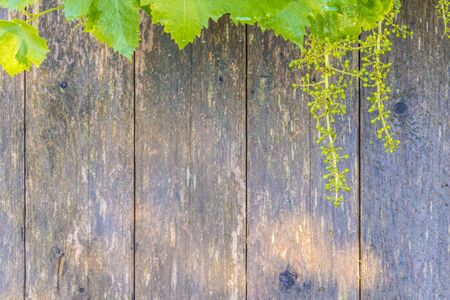 Grape leaf wood background top viewの写真素材
