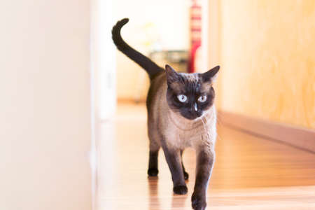 Beautiful kitten playing on a sunny day at homeの写真素材