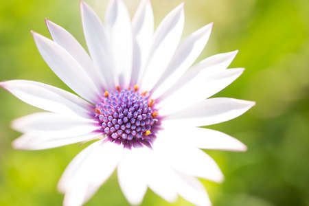 Full of flowers, some focused, some not.の写真素材