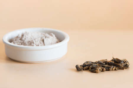 cricket food white background