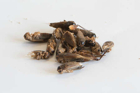 cricket food white backgroundの写真素材