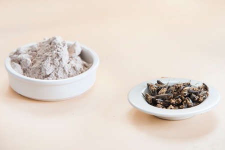 cricket food white backgroundの写真素材