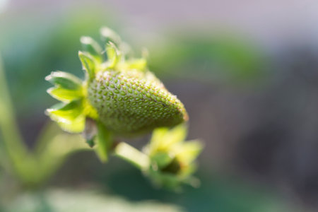 strawberries plant in natural landの写真素材