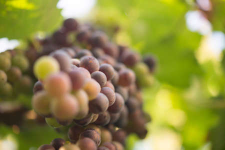 bunch of black grapes in his vineyardの写真素材