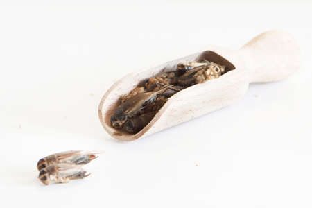 cricket food white backgroundの写真素材