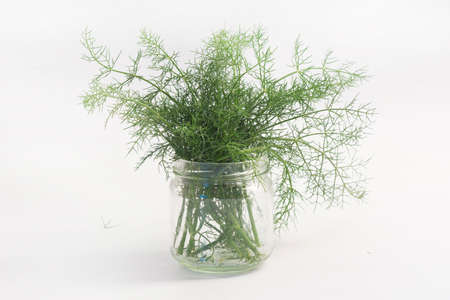 Fresh fennel in white backgroundの写真素材