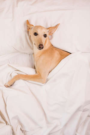 Woman with her greyhound dog in white bedの写真素材