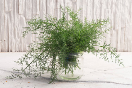 Fresh fennel in white background