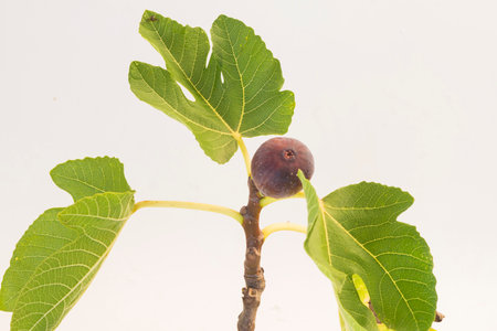 Bio big Figs tree in white backgroundの写真素材