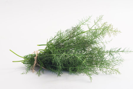 Fresh fennel in white backgroundの写真素材