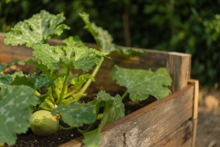 Zucchini plant in organic gardenの写真素材
