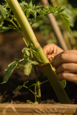 Close up of a woman's hand holding a stalk of a tomato plant