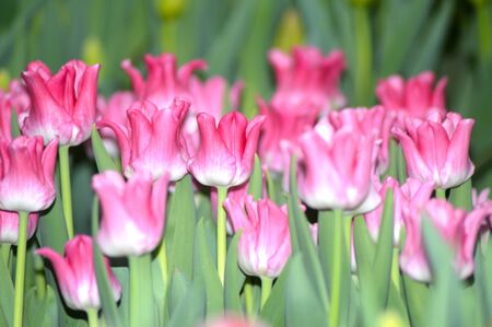 blooming tulipsの写真素材