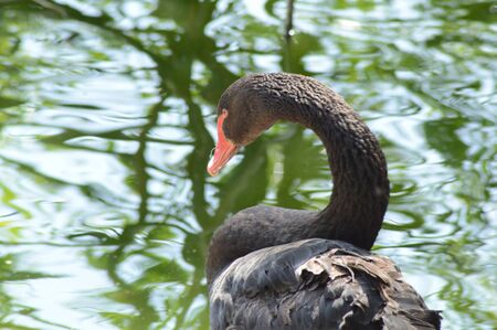 Black Swan May dayの写真素材