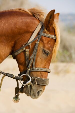 Profile horse head の写真素材