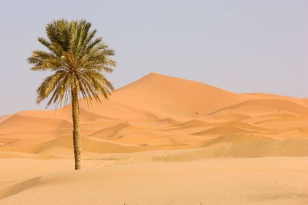 Sand dune and palm tree. Sahara Desert, popular travel destination.の写真素材