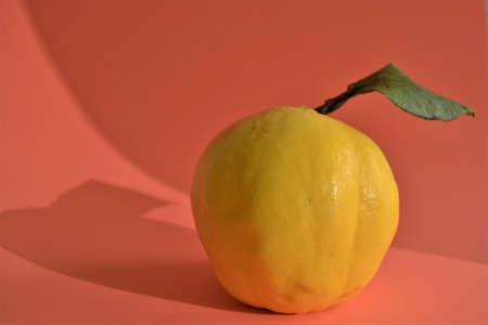 Fresh fruit and its leaf. Fresh, growth and very tasty quince. Very bright yellow and and its leaf. Isolated background.の写真素材