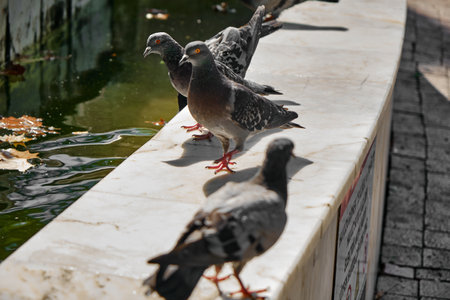 Selective focus photo of birds, groups of pigeon, sharp dove eyes landing on marble stone.の写真素材