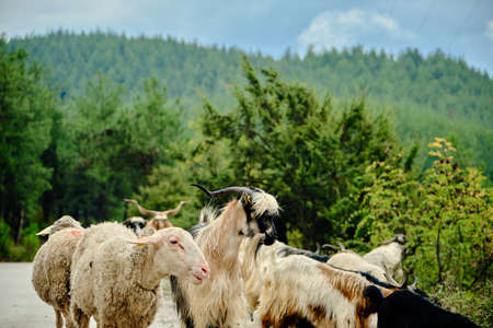 groups of animals, green hill background, goats, sheeps and rams with hill backgrounds.