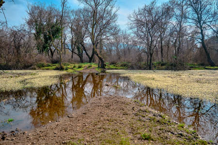 Floodplain and daisy flowers on water and reflection of dried plants and ponds of water.
