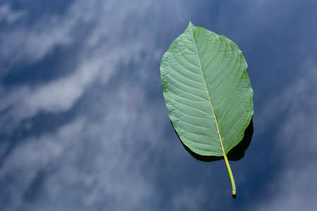 Leaf of Mitragyna speciosa on the mirror that reflects the sky . Kratom leaf. Thai herbal medicine for medicine.の写真素材
