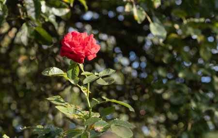 Red rose in the garden on a background of green leaves, close-upの写真素材