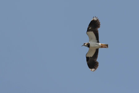Northern lapwing, Vanellus vanellus, single bird in flight, Uganda