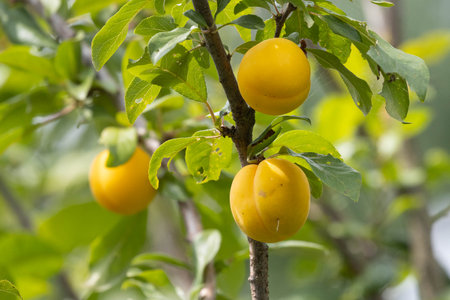 Ripe yellow plums on the branches of a tree in the garden