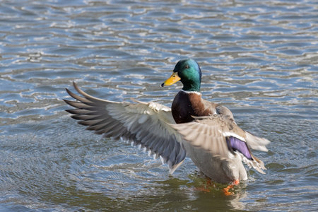 Male mallard duck (Anas platyrhynchos) flying in the waterの写真素材