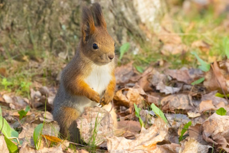 Red squirrel (Sciurus vulgaris) in the autumn forestの写真素材