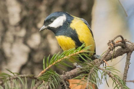 Great tit (Parus major) perched on a tree branch.の写真素材