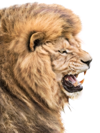 Furious lionの写真素材
