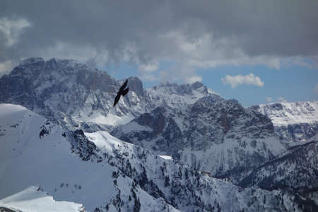 Bird in Mountain Landscape, The Alps, Dolomitesの写真素材