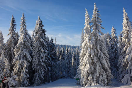 Ski Slope and snowy treesの写真素材