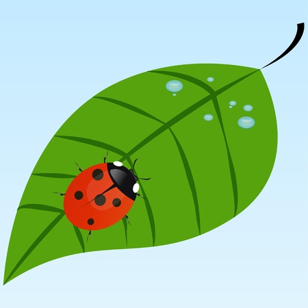 Ladybug sitting on a leaf with dewのイラスト素材